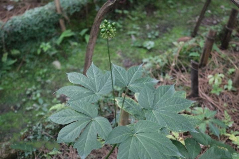 Sâm Puxalaileng